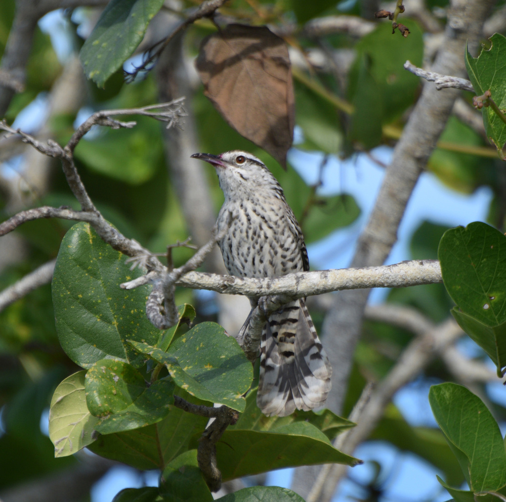 Yucatan Wren