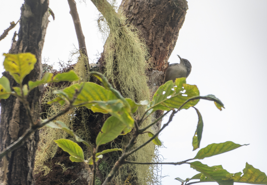 Grey-mantled Wren