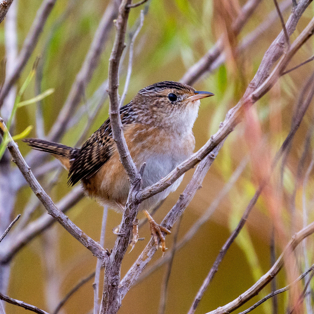 Sedge Wren