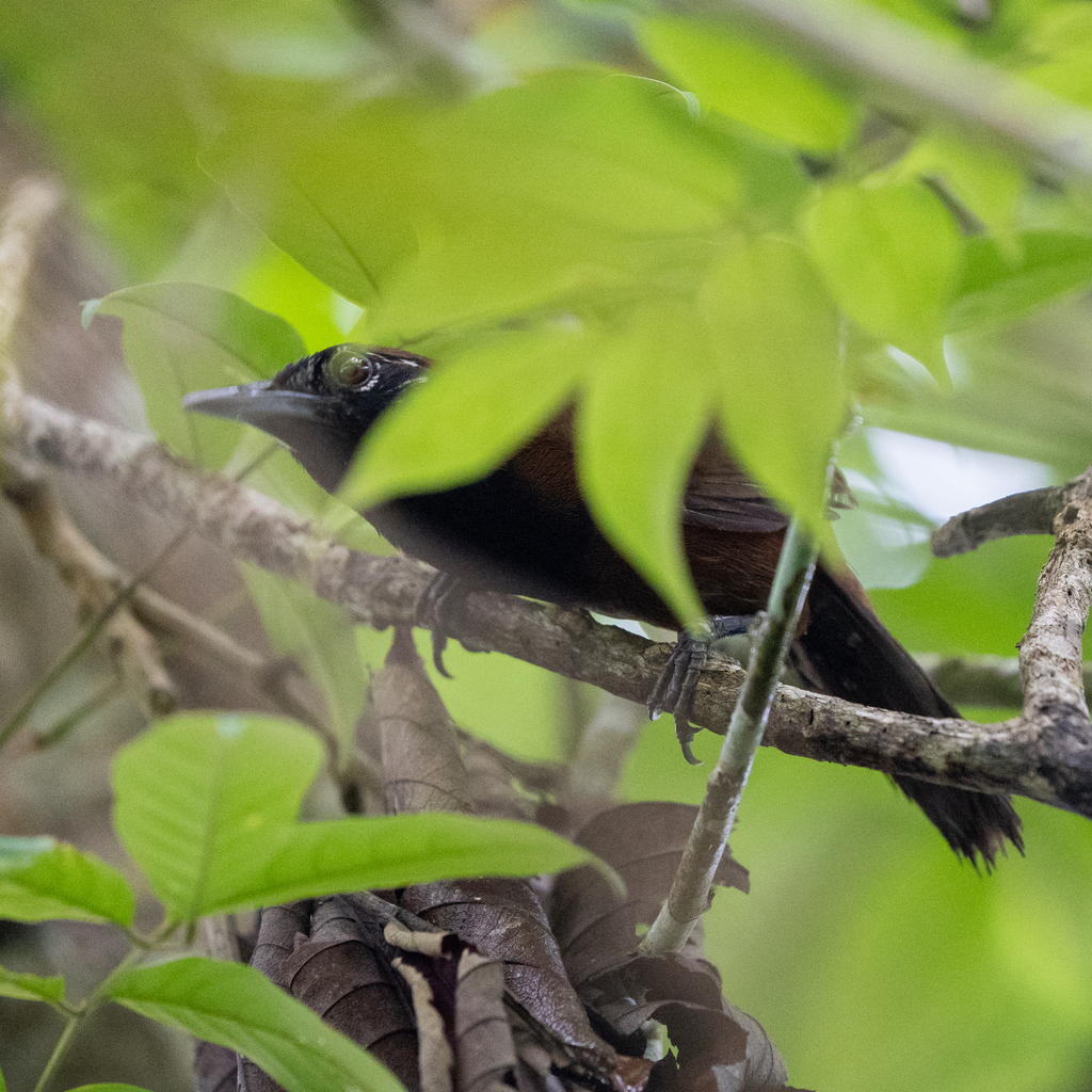 Black-throated Wren