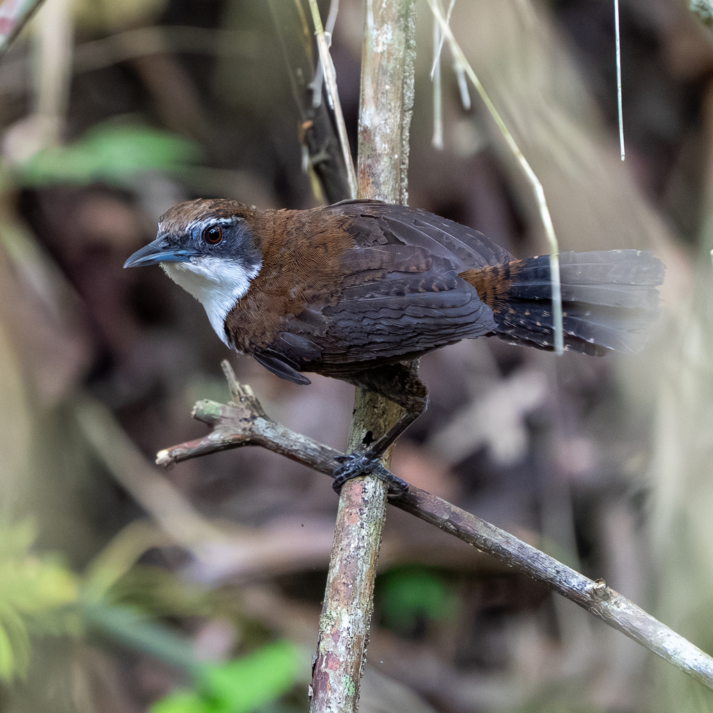 Black-bellied Wren