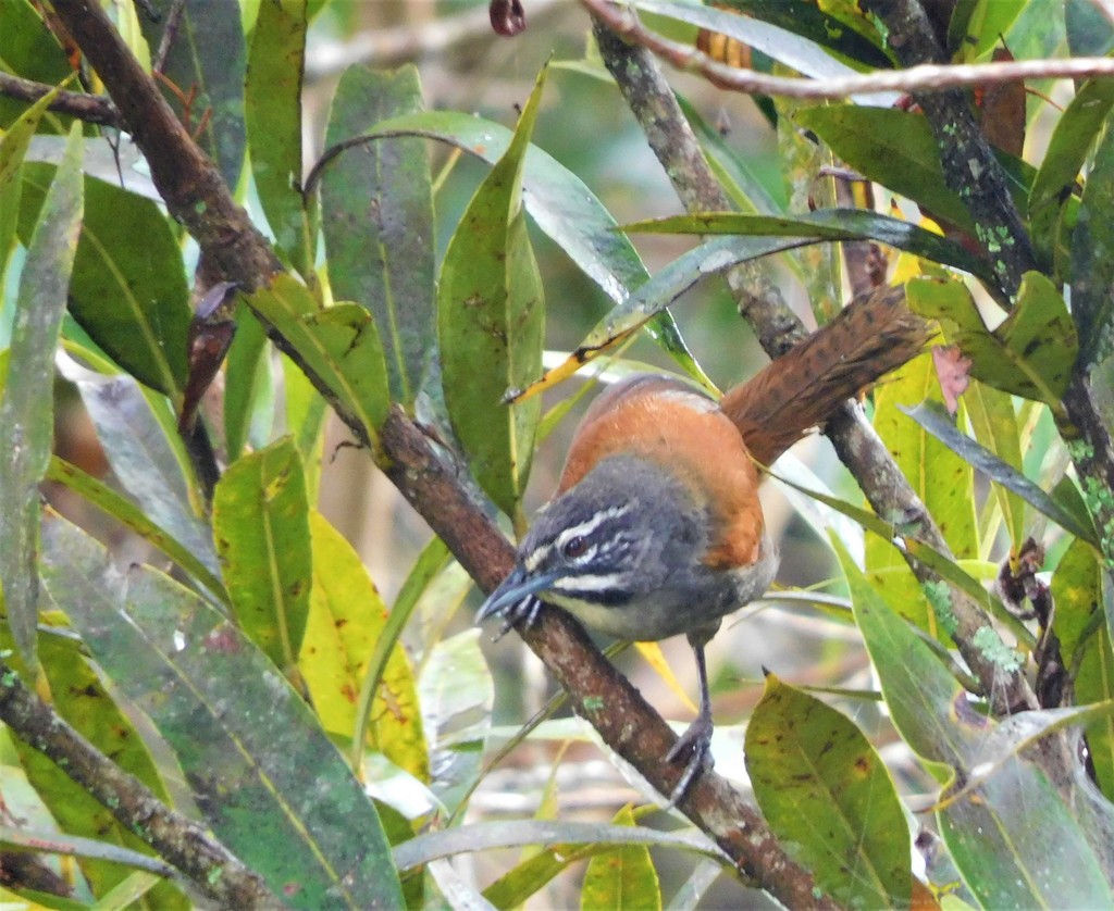 Whiskered Wren