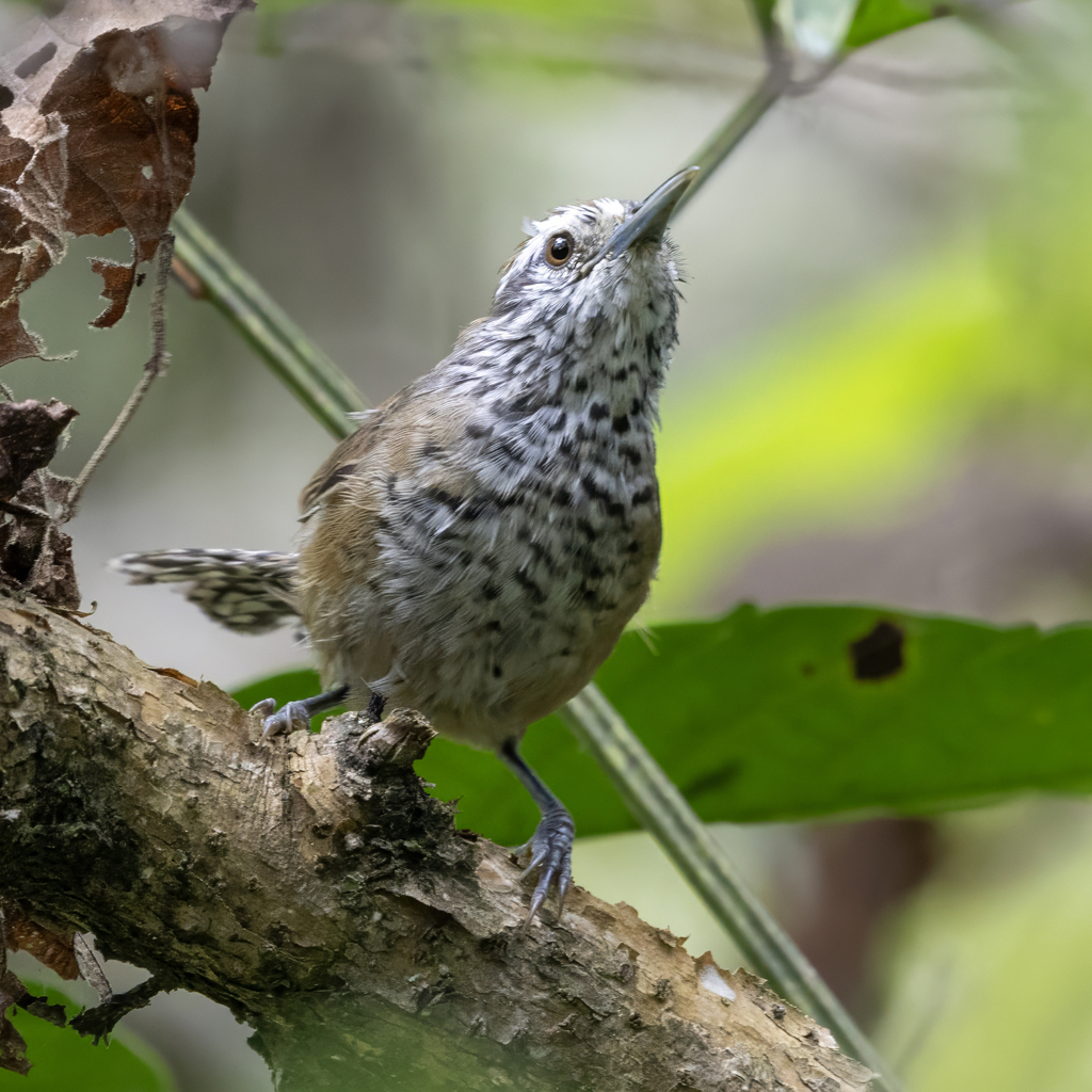 Speckle-breasted Wren