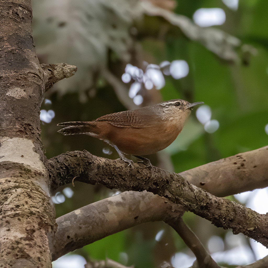 Fawn-breasted Wren