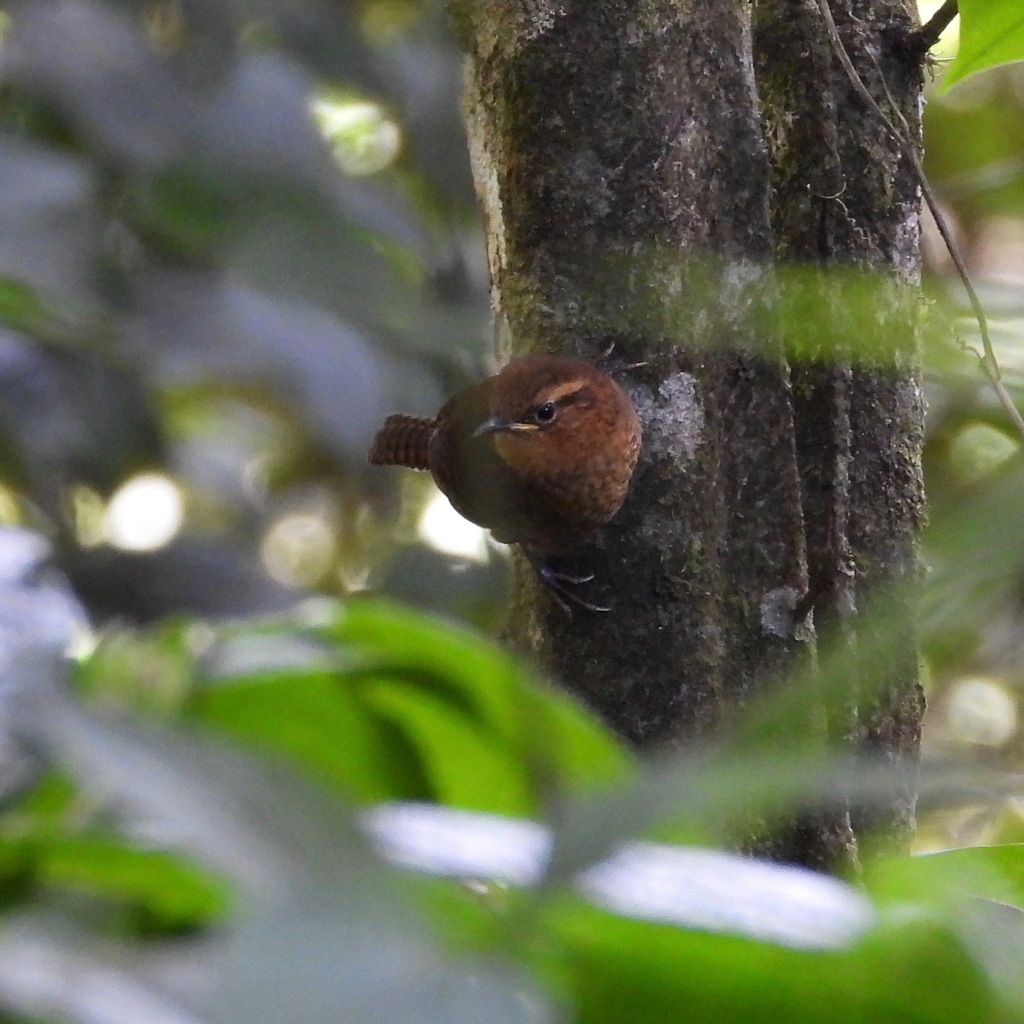 Rufous-browed Wren
