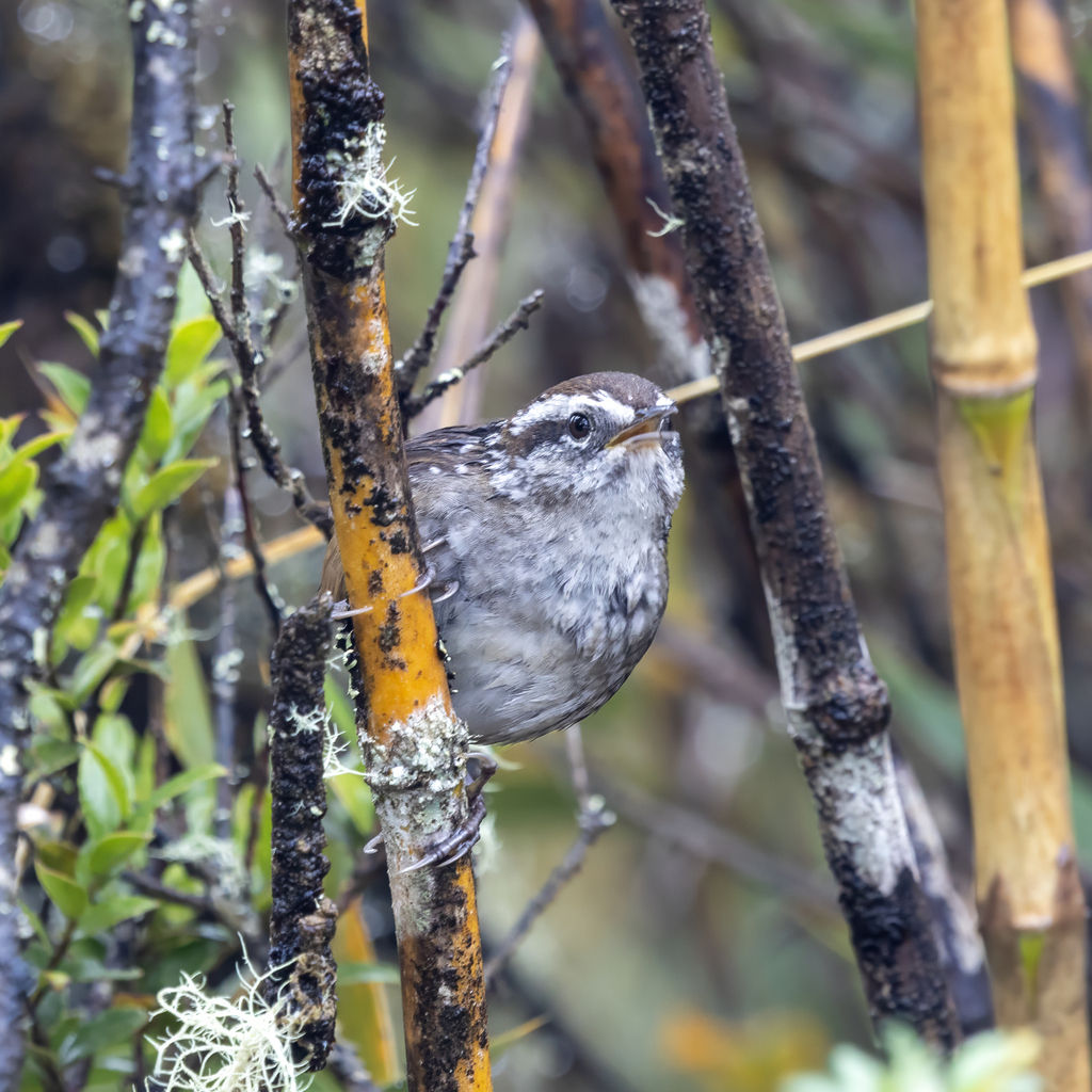 Timberline Wren