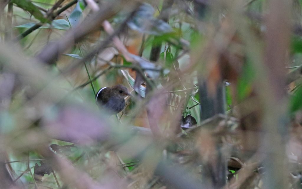Wing-banded Wren