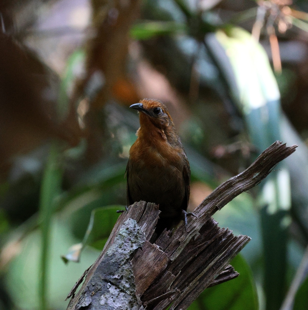 Musician Wren
