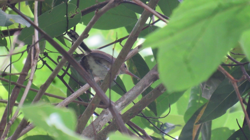 Chattering Gnatwren