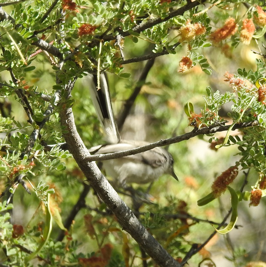 Black-capped Gnatcatcher