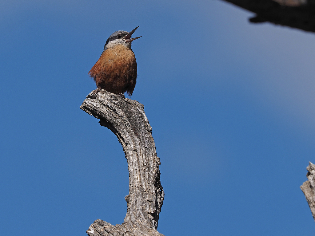 Kashmir Nuthatch