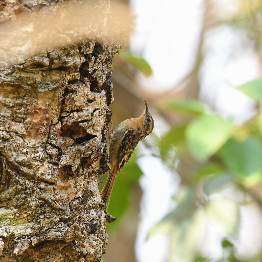 Hume’s Treecreeper
