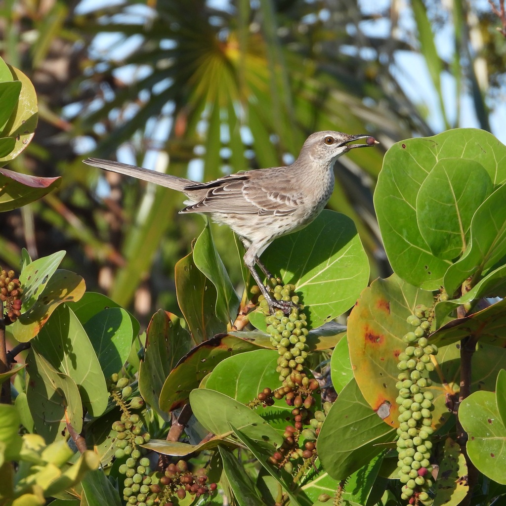 Bahama Mockingbird