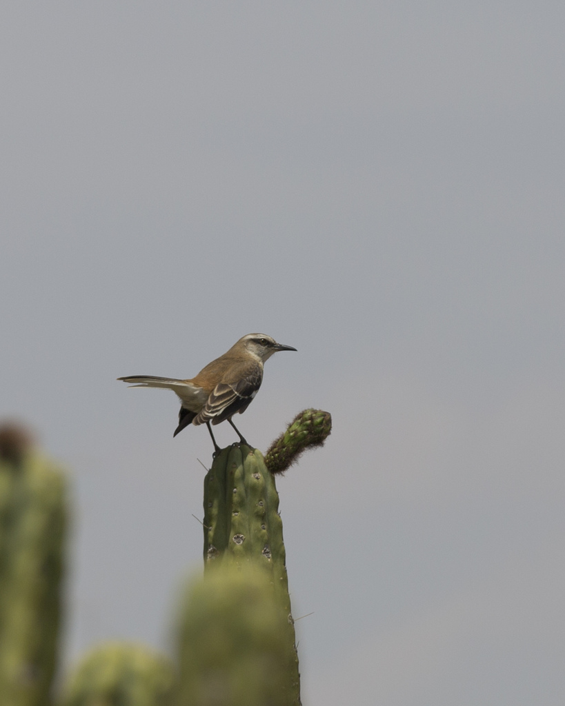 Brown-backed Mockingbird
