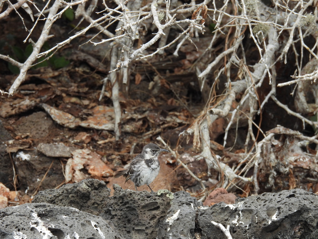 Floreana Mockingbird