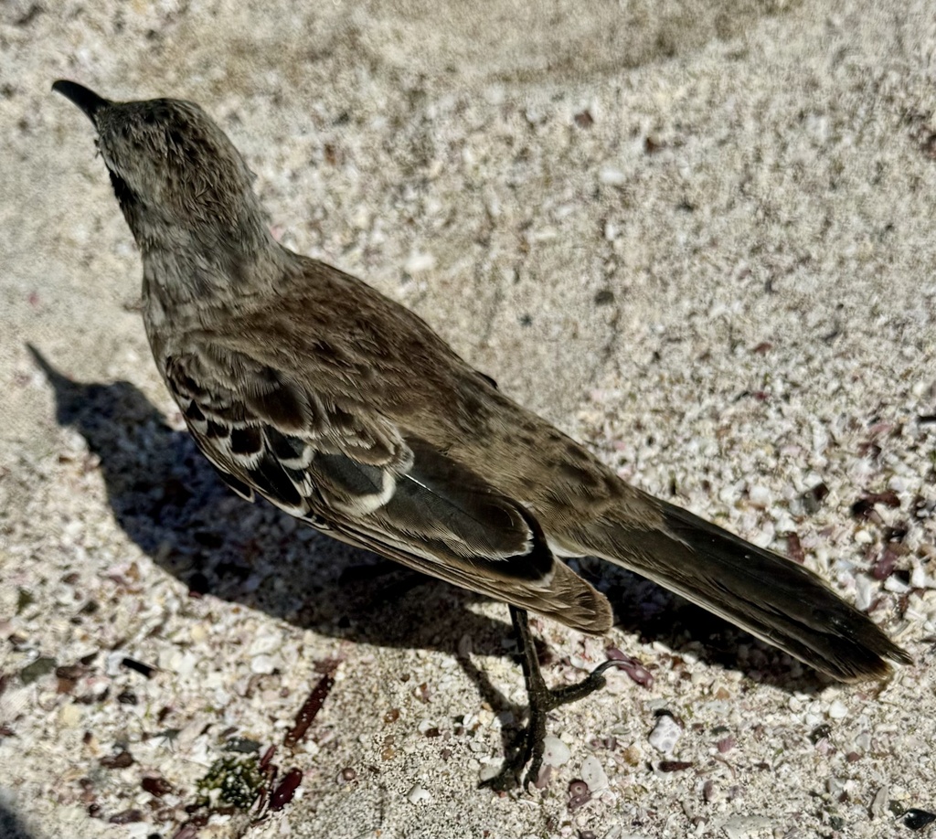 Espanola Mockingbird