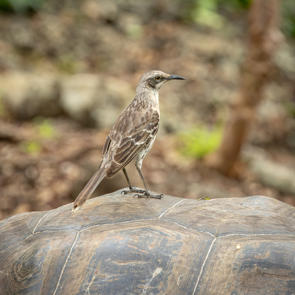 San Cristobal Mockingbird