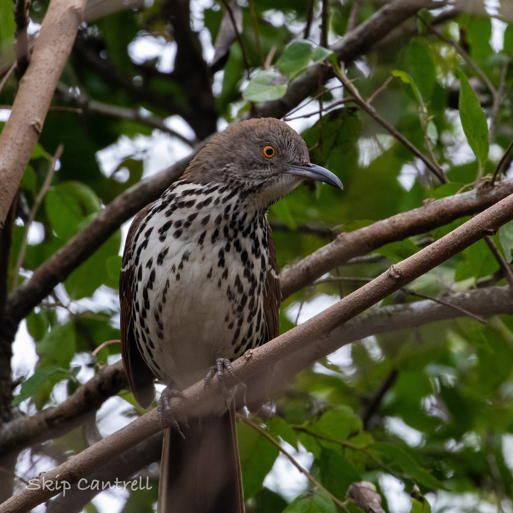 Long-billed Thrasher