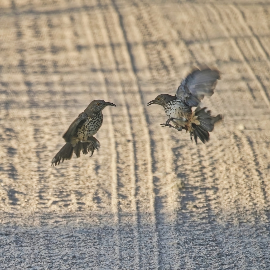 Grey Thrasher