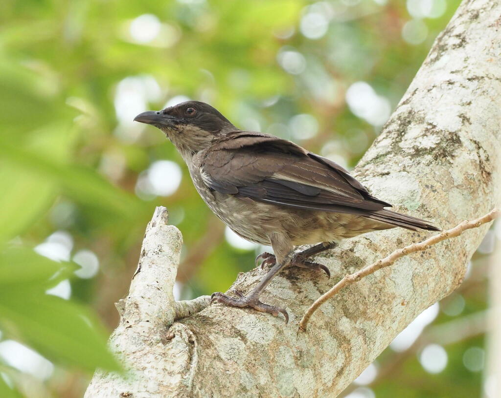 Polynesian Starling