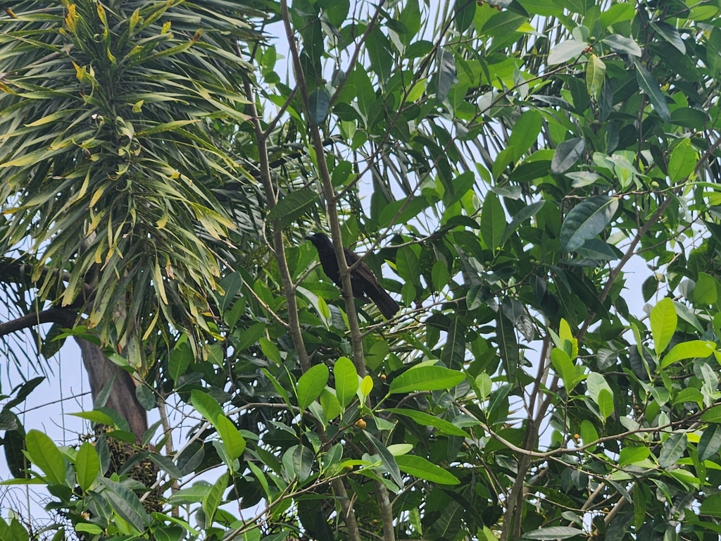 Samoan Starling