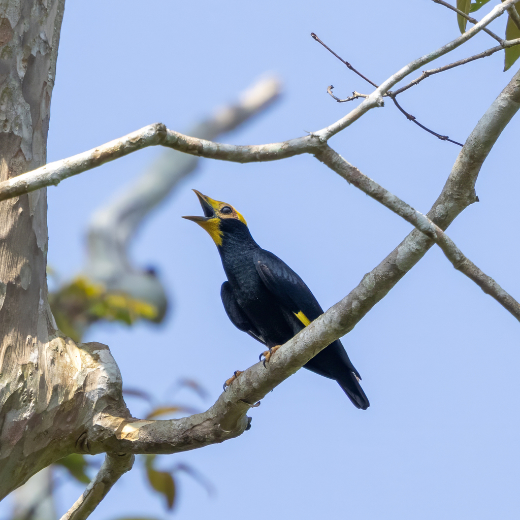 Golden-crested Myna
