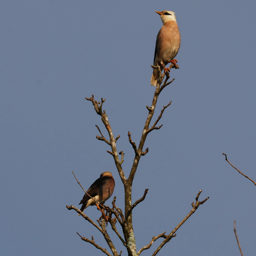 Vinous-breasted Myna