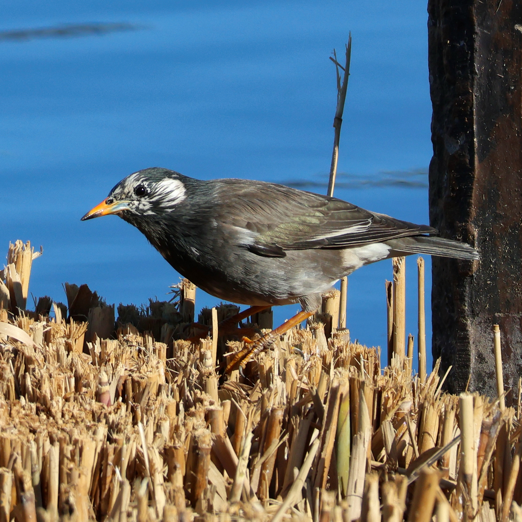 White-cheeked Starling