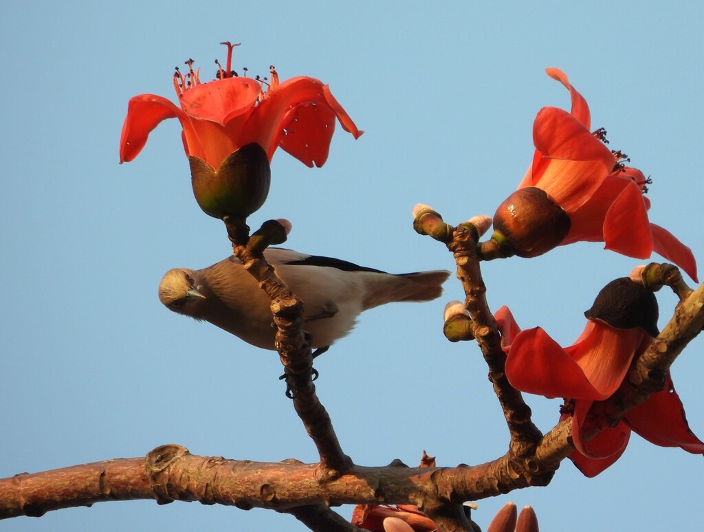 White-shouldered Starling