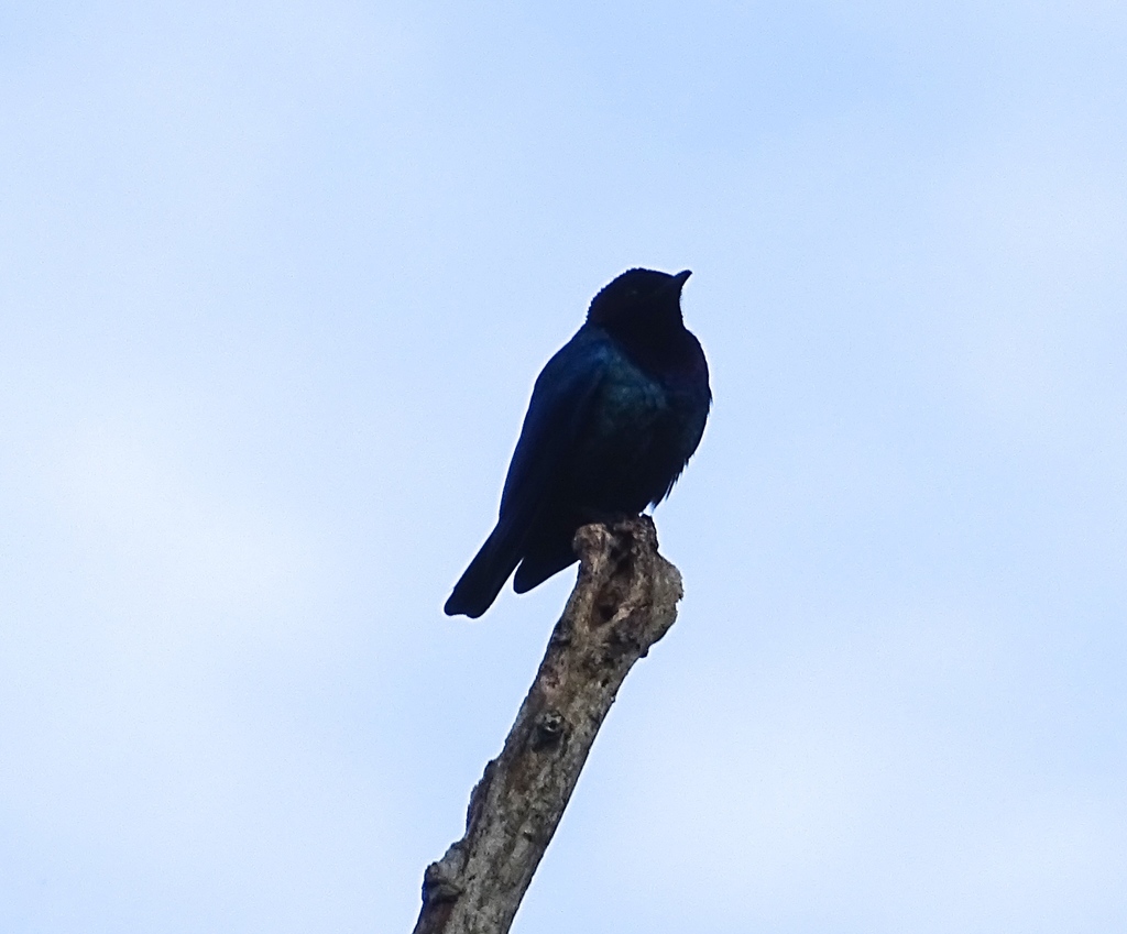 Purple-headed Starling