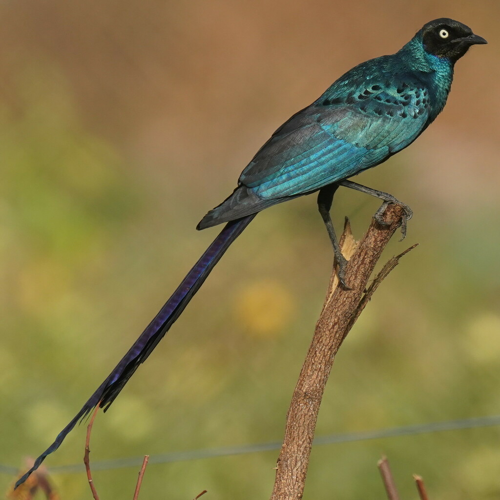 Long-tailed Glossy Starling