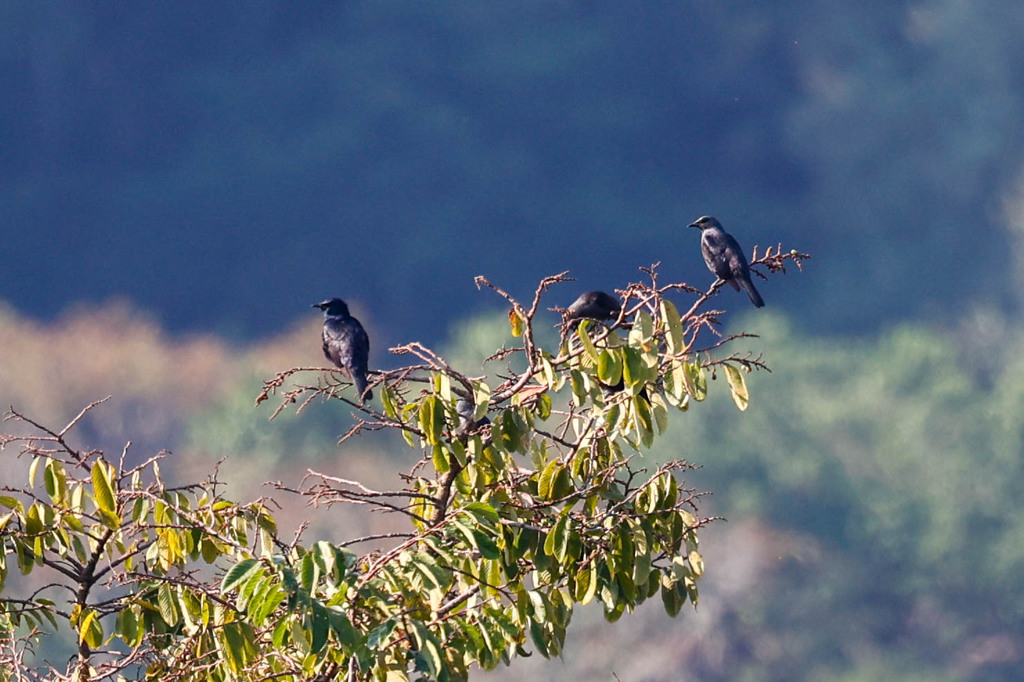 Waller’s Starling