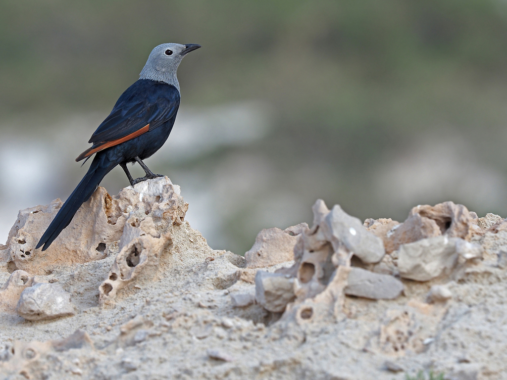 Somali Starling