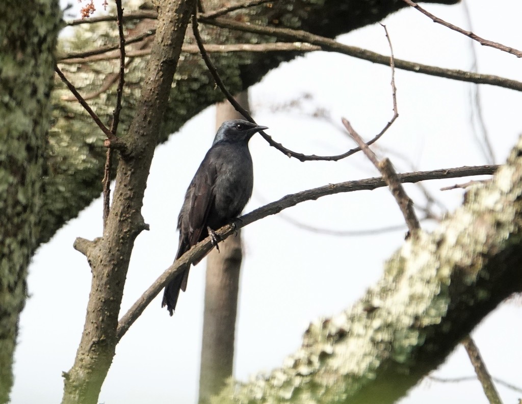 Stuhlmann’s Starling