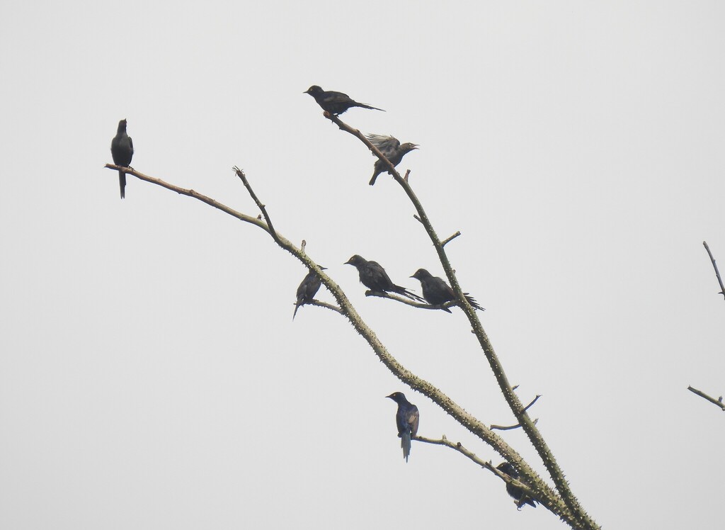 Narrow-tailed Starling
