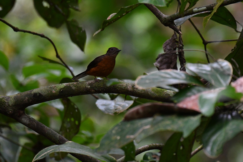 White-tailed Ant Thrush