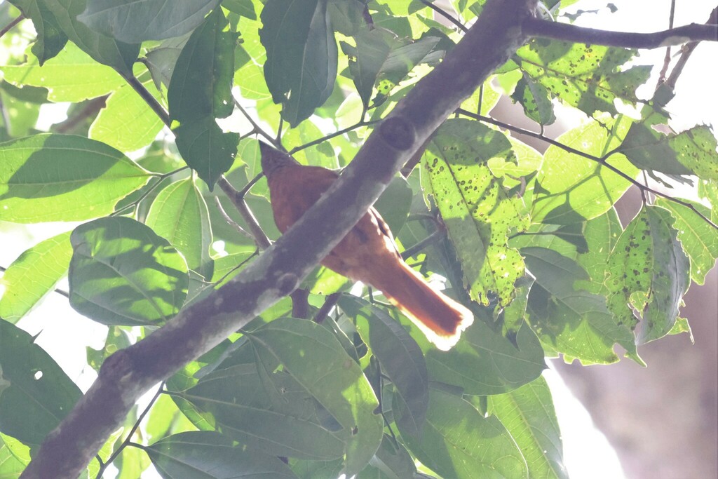 Red-tailed Ant Thrush