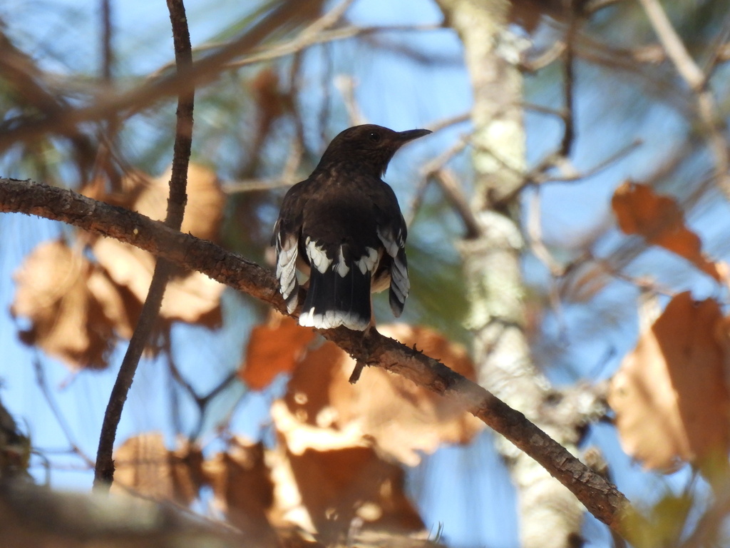 Aztec Thrush