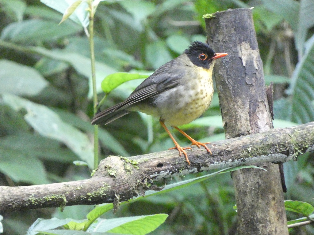 Yellow-throated Nightingale-Thrush