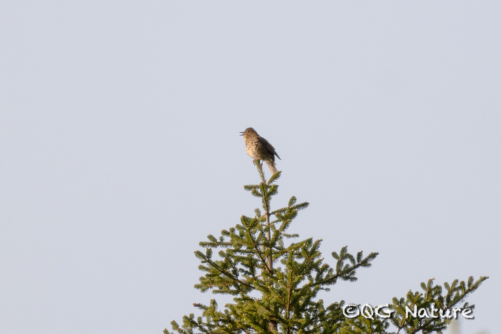 Sichuan Thrush