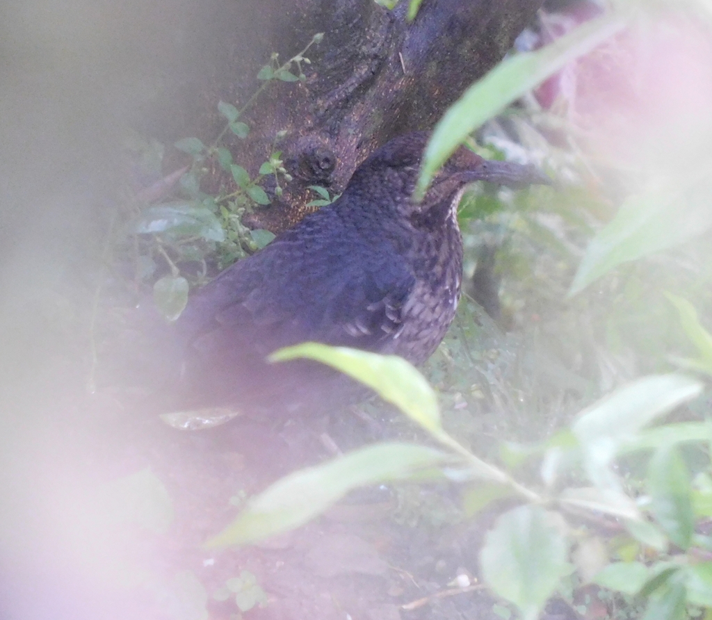 Long-billed Thrush