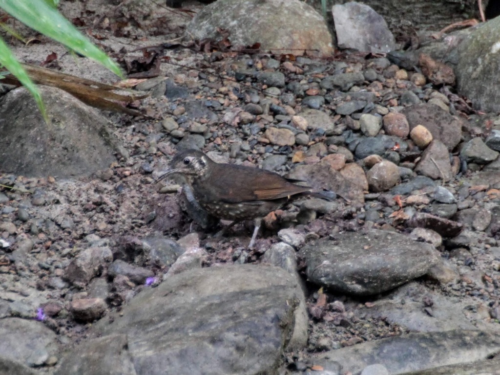 Dark-sided Thrush