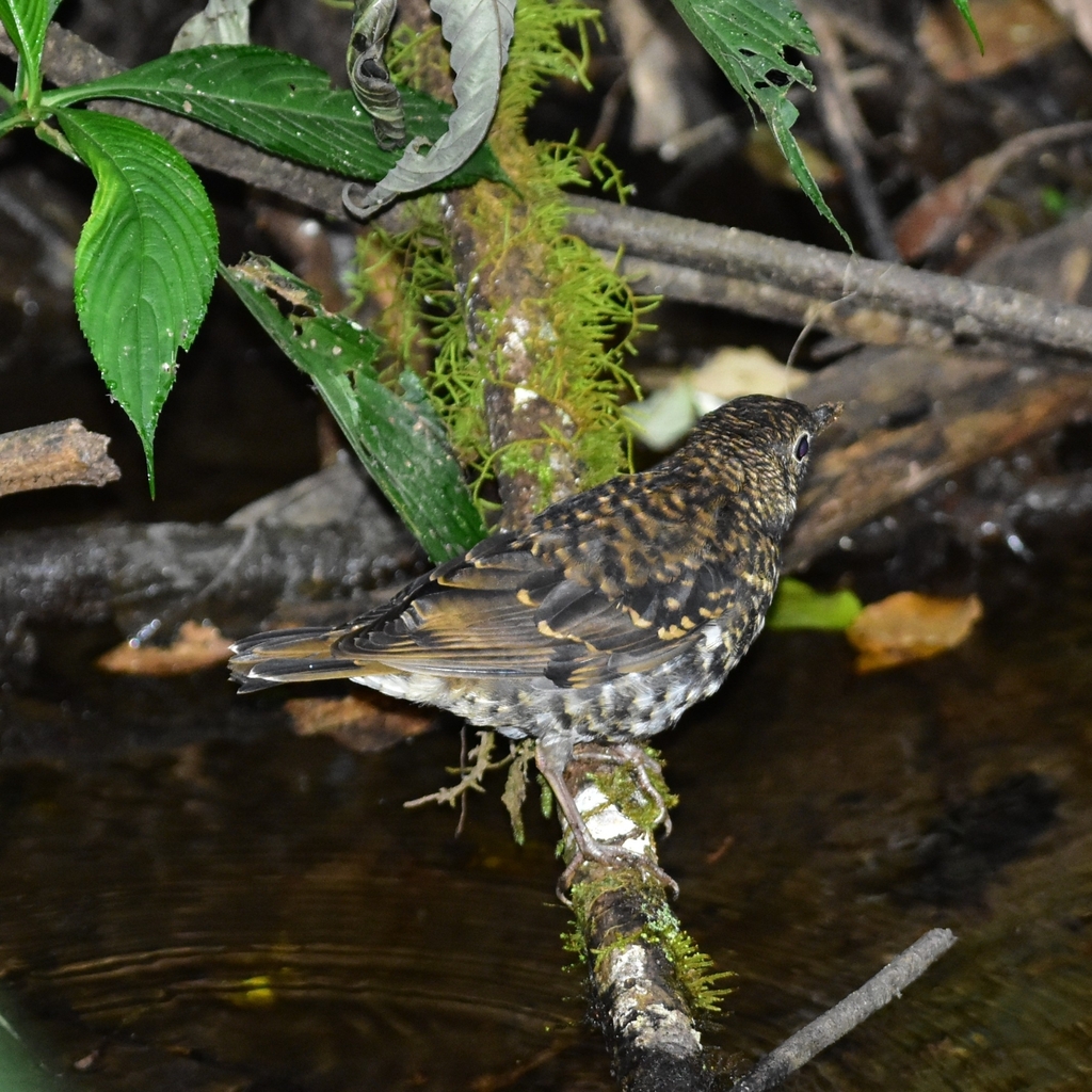 Nilgiri Thrush