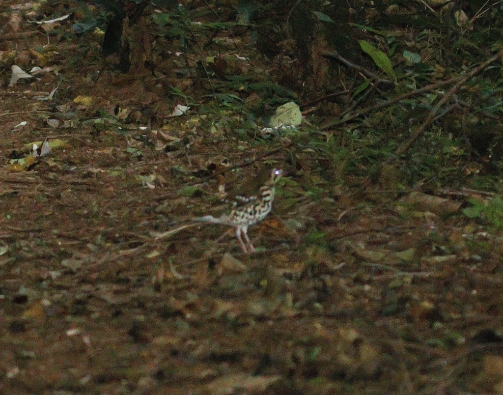 Spotted Ground Thrush