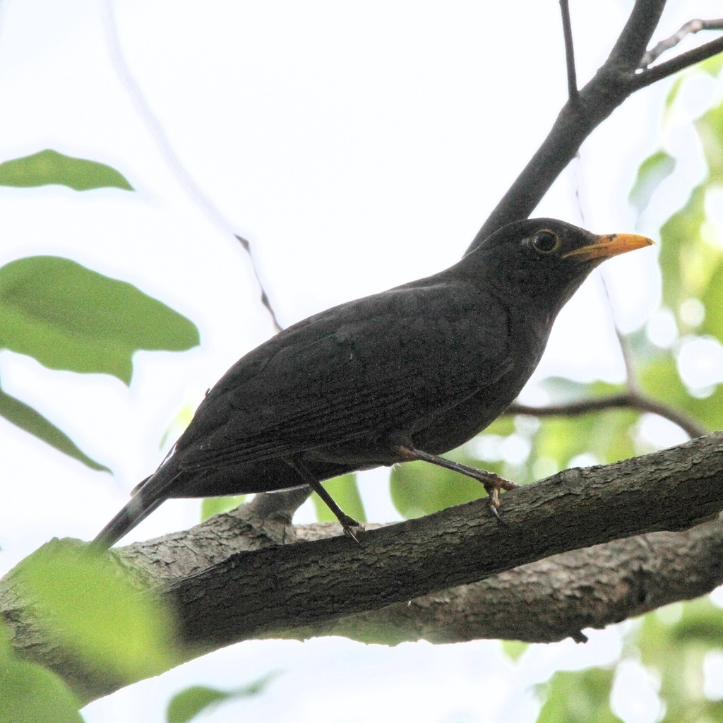 Chinese Blackbird