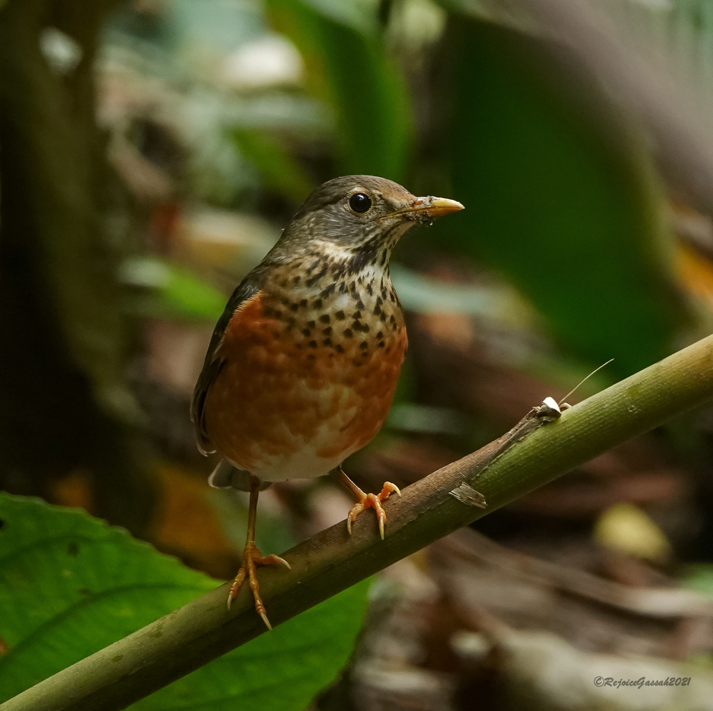 Black-breasted Thrush