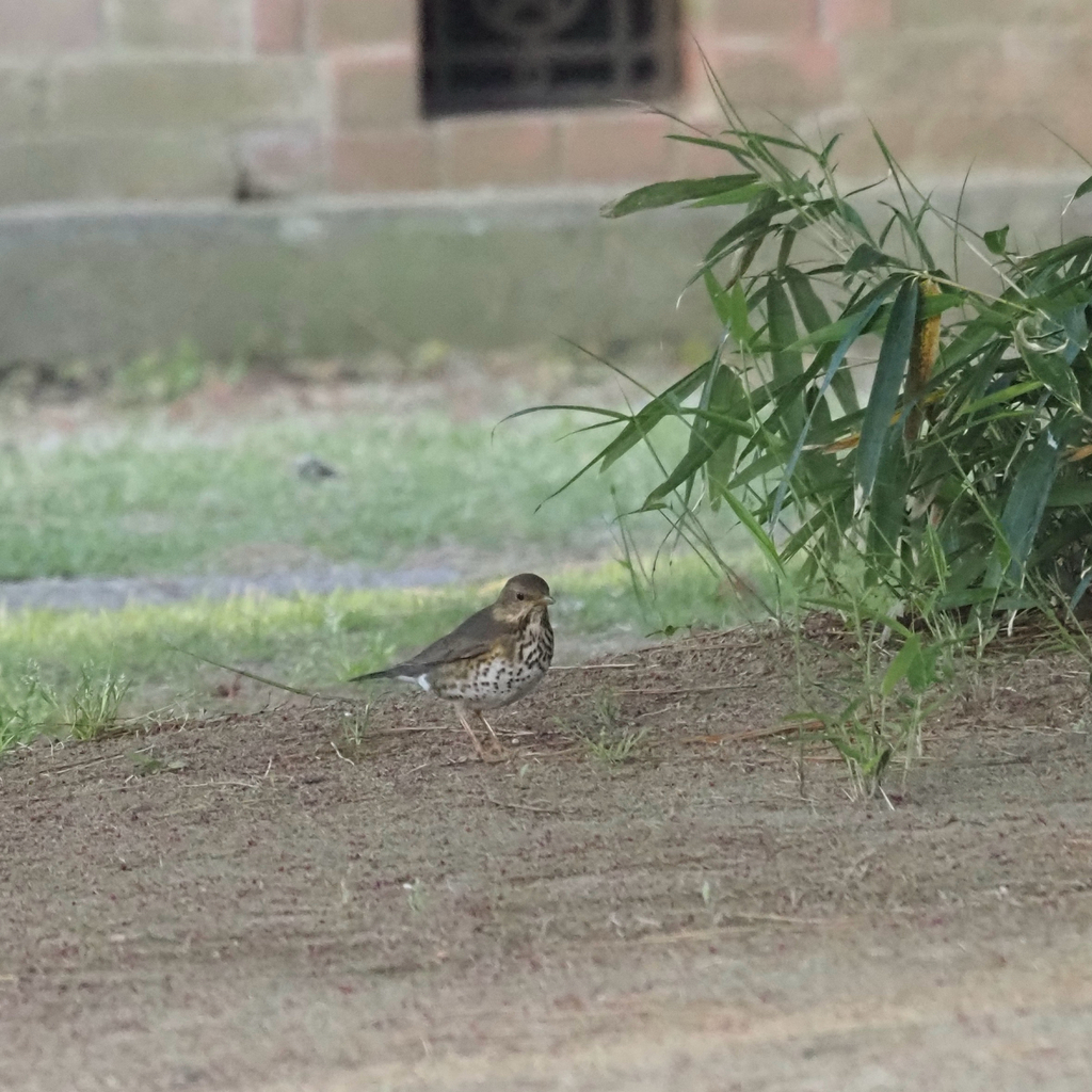 Japanese Thrush