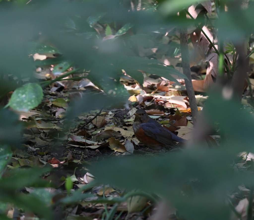 Grey-backed Thrush