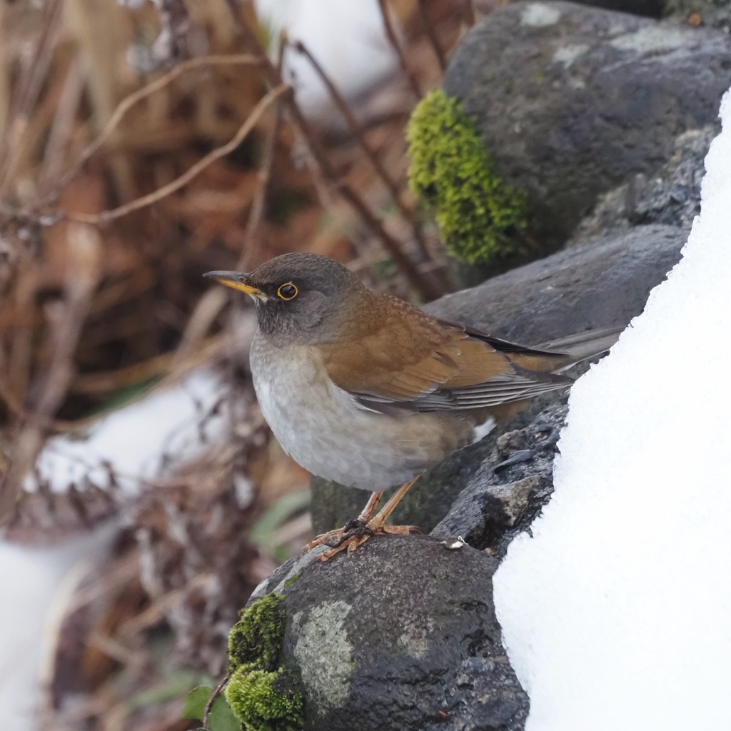 Pale Thrush