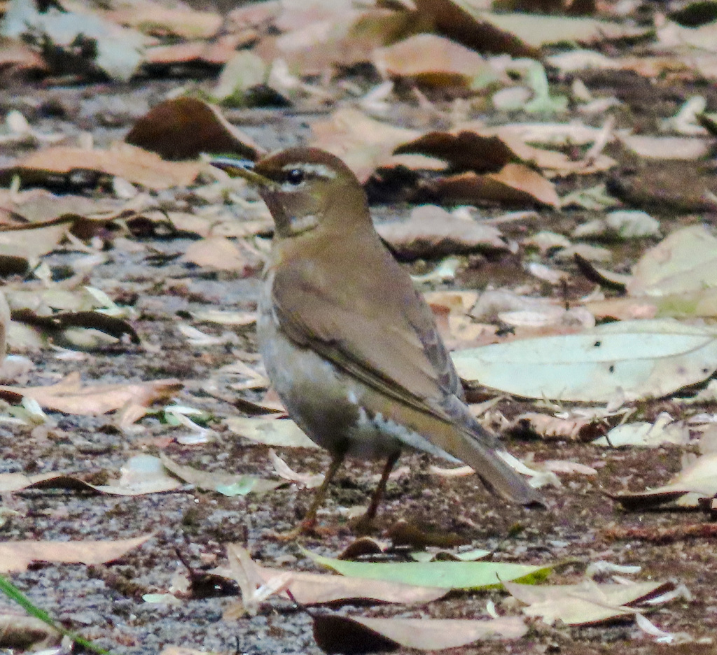 Grey-sided Thrush